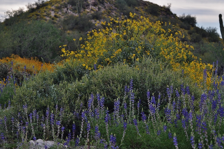 hills with brittlebush